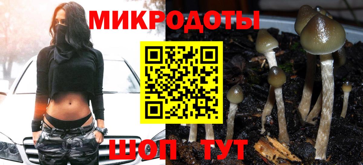 Галлюциногенные грибы Psilocybe Пугачёв